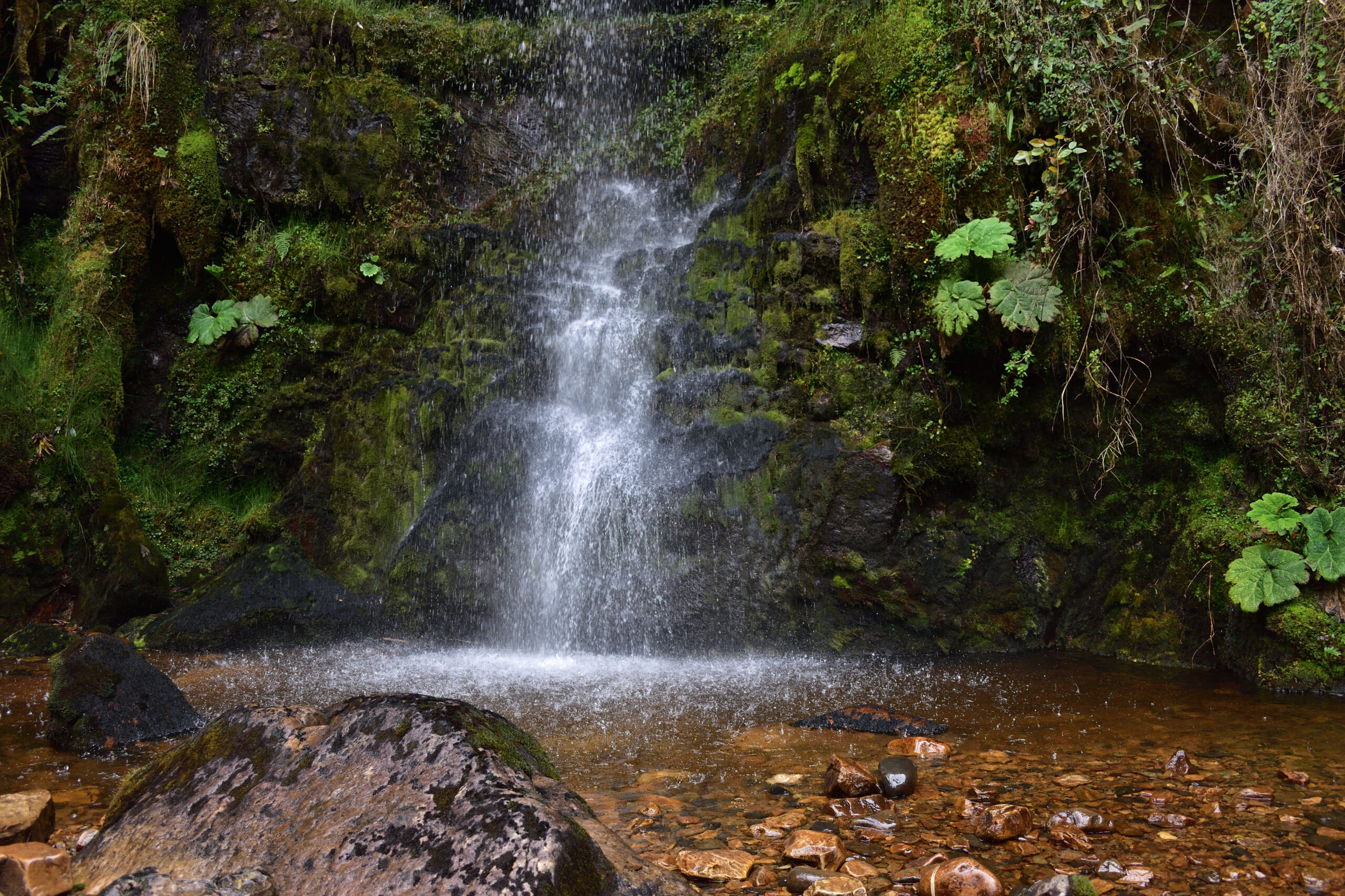 Agua y naturaleza — el cuerpo como sistema vivo