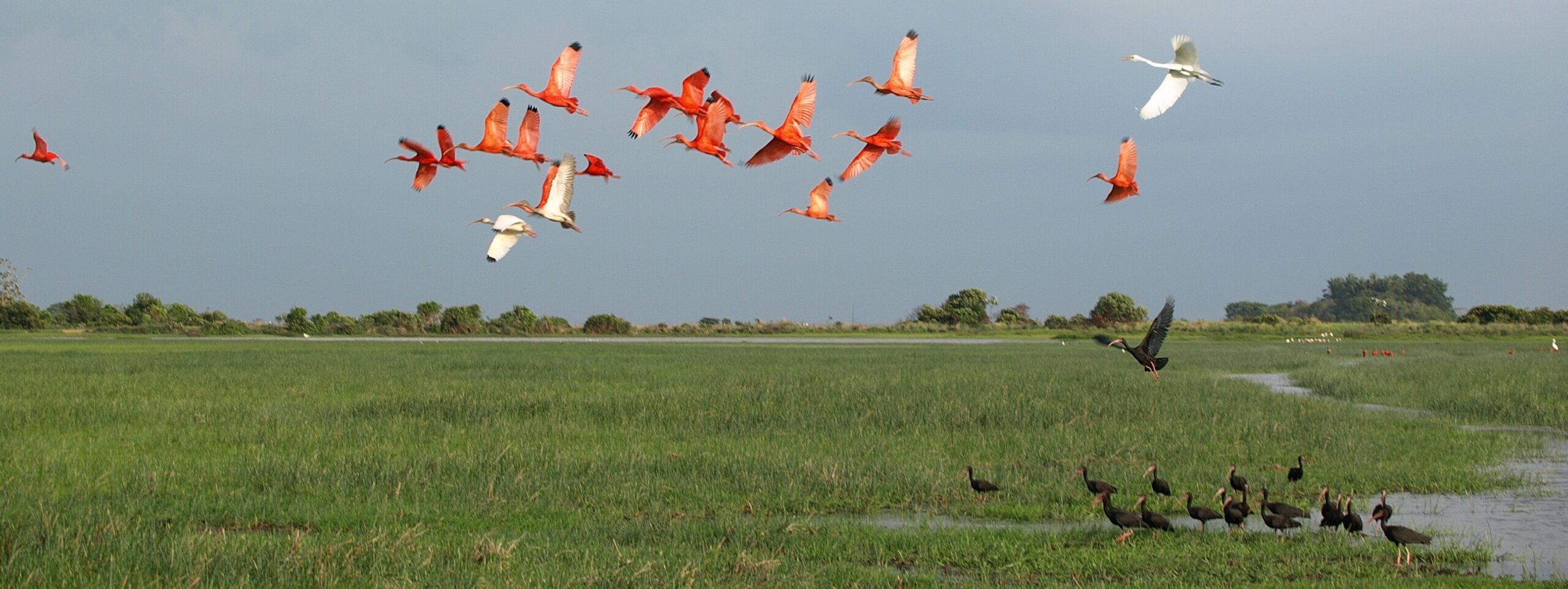 Bandada de aves — metáfora de atención dispersa
